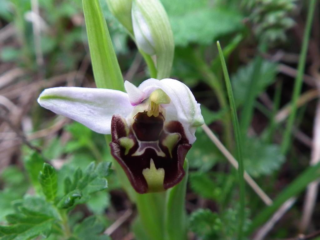 Ophrys fuciflora?